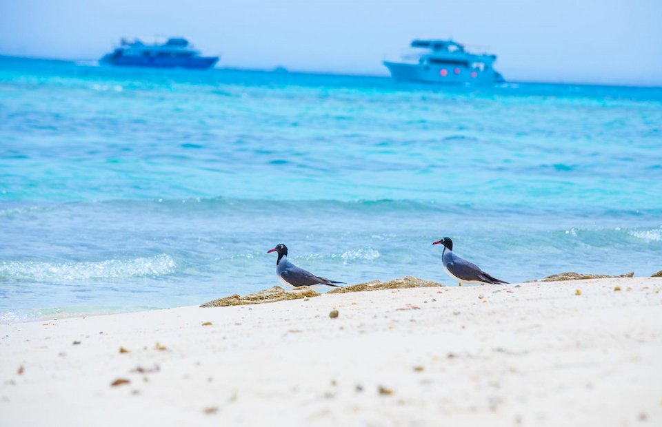 nemo-island-hurghada_3-optimized