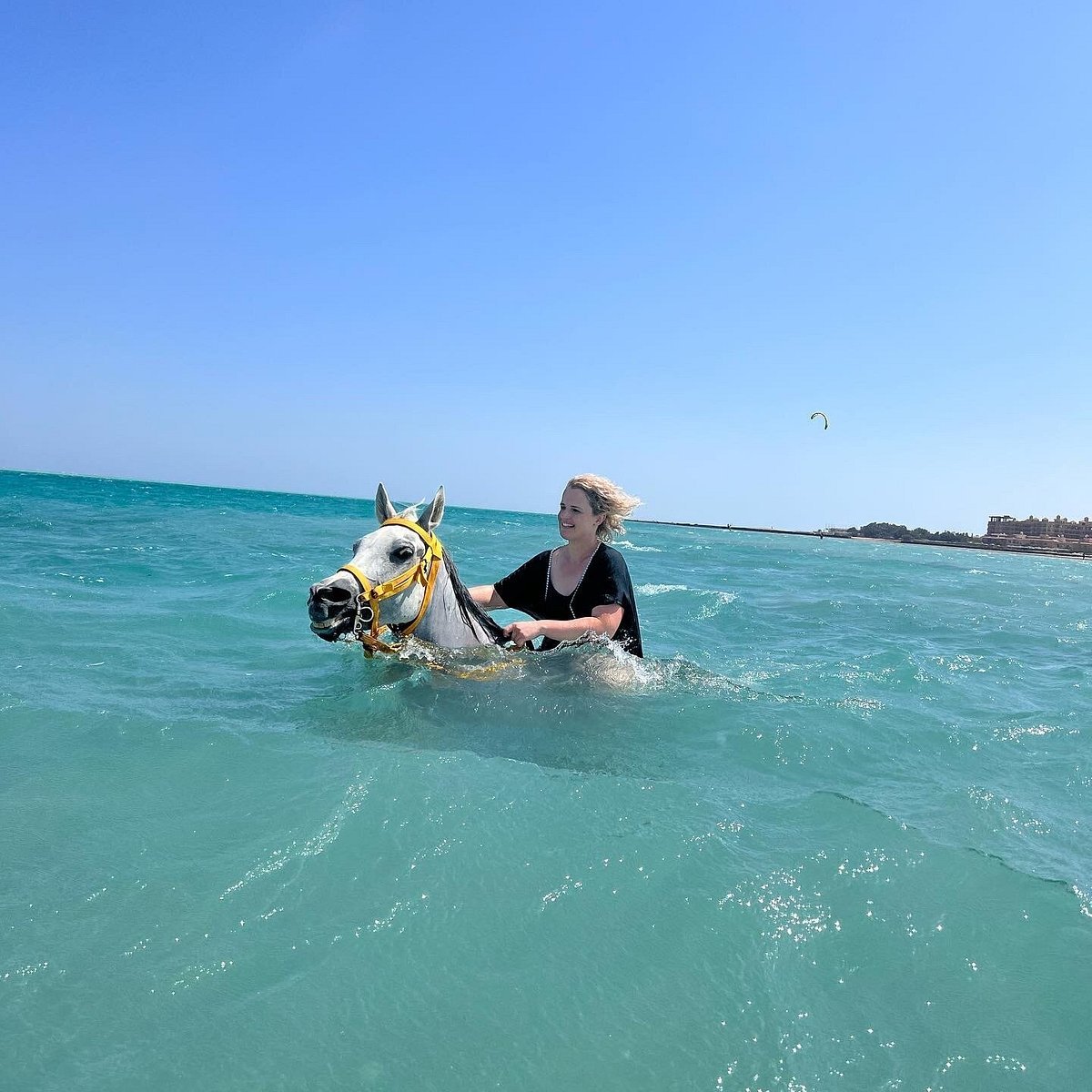 swimming-with-the-horses