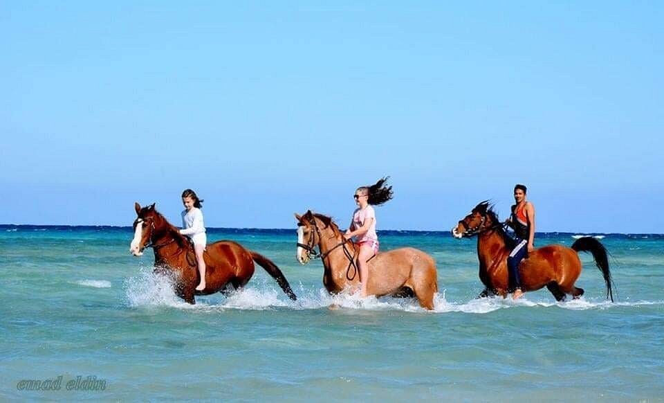 the-best-horses-riding