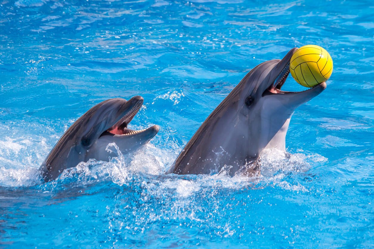 Dubai-Dolphinarium-1