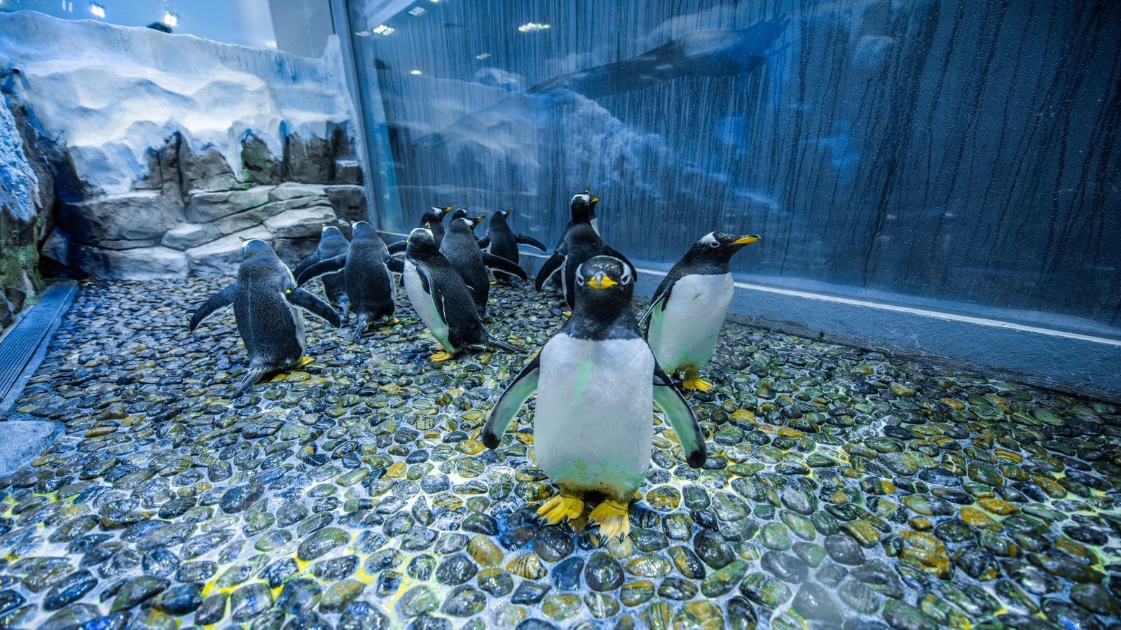 Dubai-Mall-Aquarium-And-Penguin-Cove-Tickets