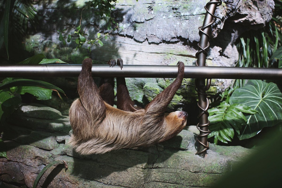 adventures-of-the-sloth