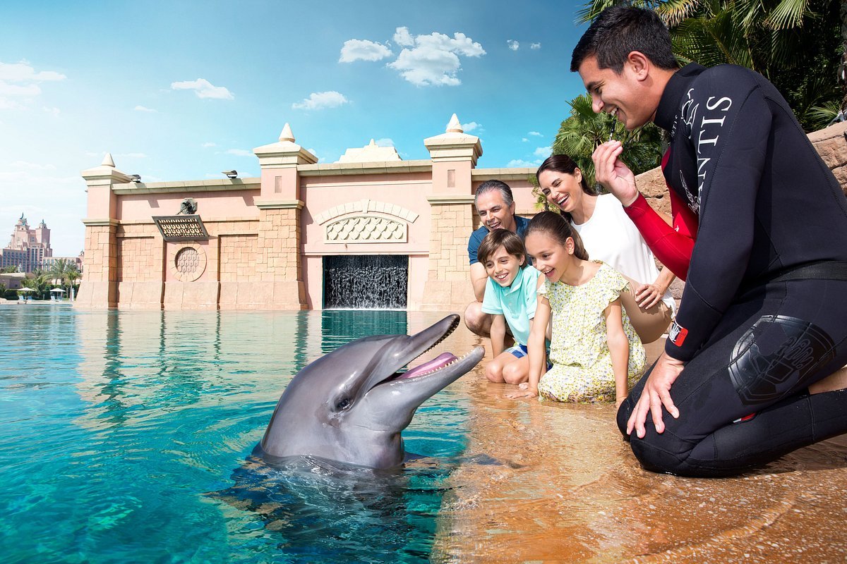 dolphin-meet-greet