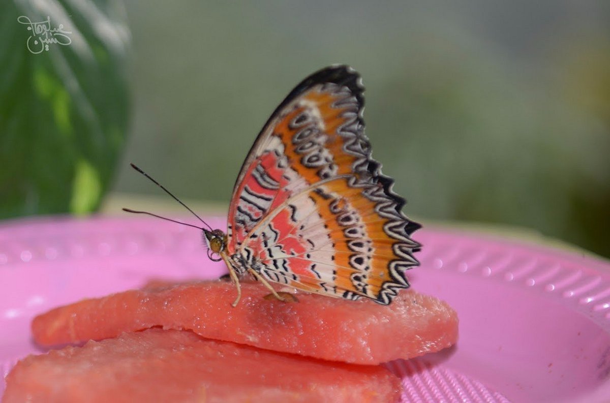 dubai-butterfly-garden (2)