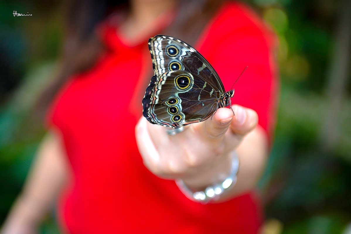 dubai-butterfly-garden (5)