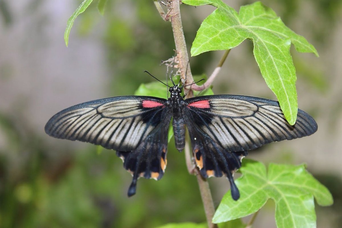 dubai-butterfly-garden (6)