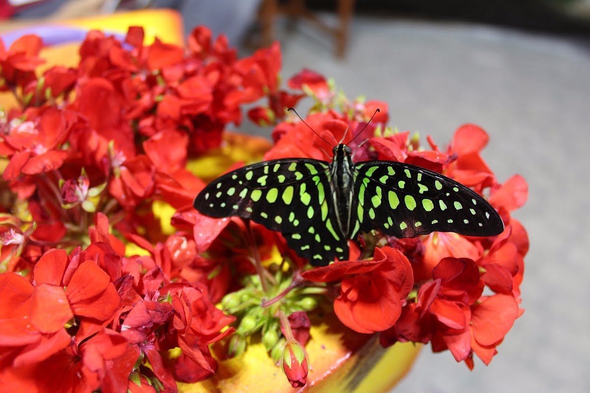 dubai-butterfly-garden (7)