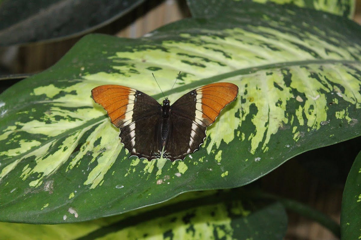 dubai-butterfly-gardenn