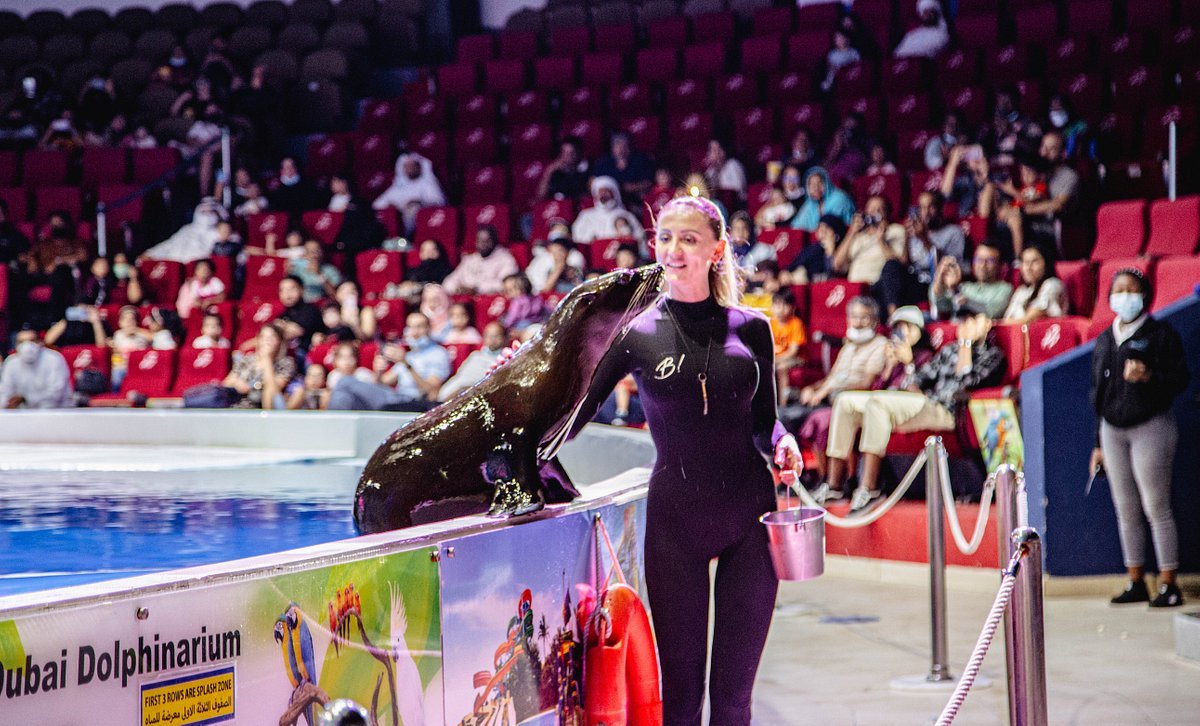 seal-show-in-dubai