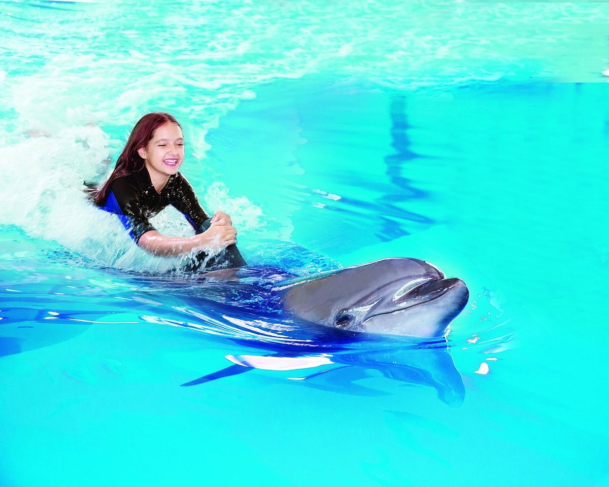 swim-with-dolphins