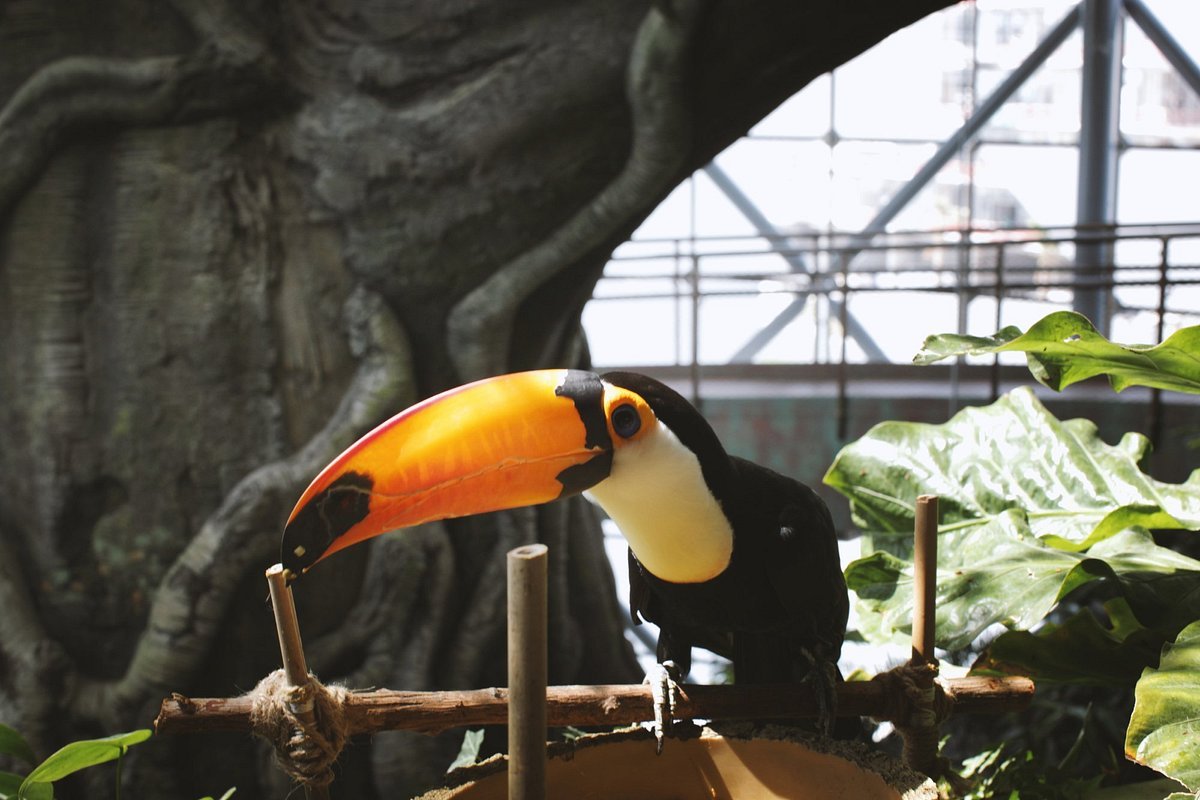 the-toucan